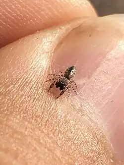 A. wheeleri