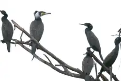 Adut great cormorant (P. carbo) perched alongside Indian cormorants (P. fuscicollis), Maharashtra, India