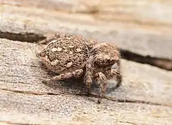 Adult female dorsal