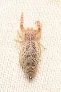 Adult female dorsal