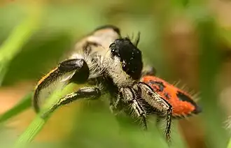 Male side