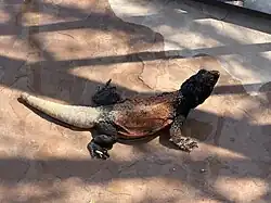 Adult male Sonoran Desert chuckwalla. The photo was taken in May in Paradise Valley, Arizona.