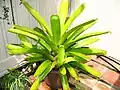 Aechmea blanchetiana growing in Naples, Florida