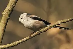Member of the white-headed subspecies