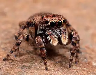 female
