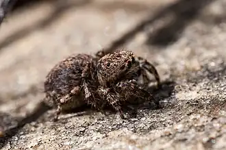 female