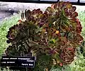 Aeonium arboreum 'Atropurpureum'