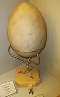 Egg of Aepyornis standing upright