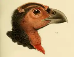 Head of Wattled Brushturkey