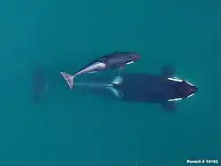 A southern resident mother with a small calf (IDs J16 'Slick' & J50 'Scarlet')