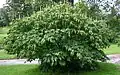 Cultivated shrub
