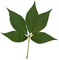 Leaf