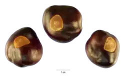 Dried buckeye nuts