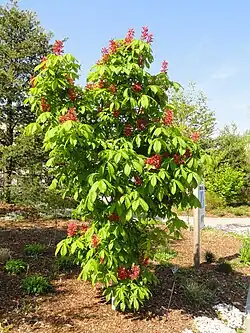 Young tree habit (cultivated)