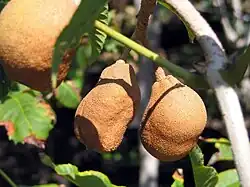Maturing fruits