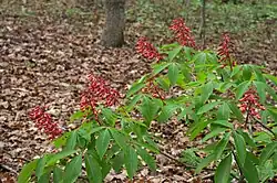 Group of inflorescences