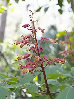 Red inflorescence close up