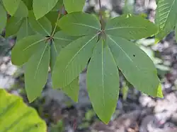 Leaves