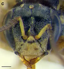 A. essingtoni worker face. Scale bar = 0.25&nbsp;mm