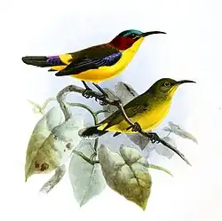 An illustration of two sunbirds; one on top has multicolored red, blue, and brown upperparts, blue wings, yellow rump, purple-based brown tail, and yellow underparts. The one on bottom has greenish-brown upperparts and yellow underparts.
