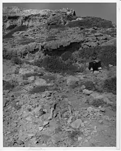 Aetokremnos upon its discovery, 1960, with fossil remains in the foreground