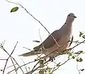S. r. arabica, Sabya, Saudi Arabia