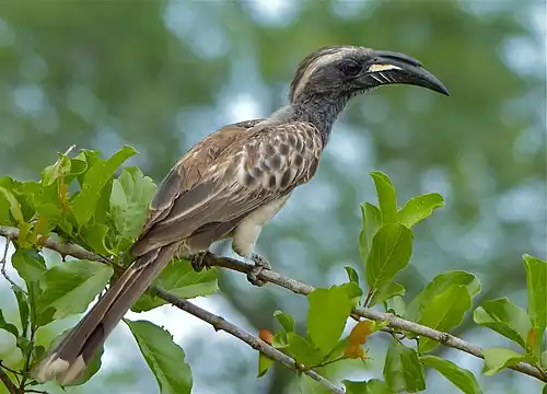 L. n. epirhinus, adult male, which has a tubular and forwards-protruding casque[12]