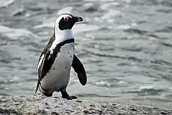 African penguin