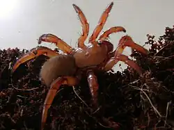 Gorgyrella sp.