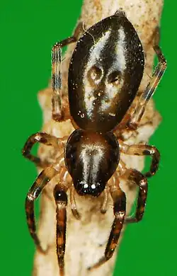 female A. martini
