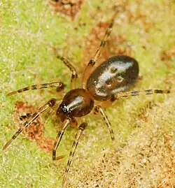 female A. martini