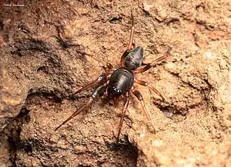 A. plana
