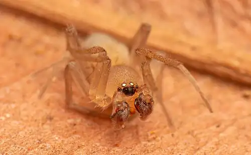 male A. catharinae