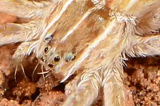 female