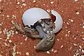 Hatching