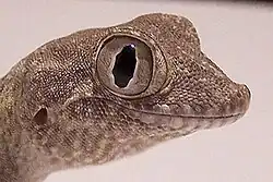 Headshot