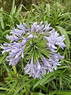 Flower of Agapanthus africanus