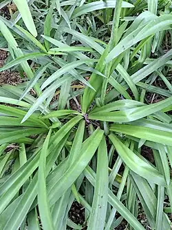 Leaf of Agapanthus africanus
