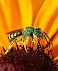 Agapostemon texanus male from Kirkland, Washington