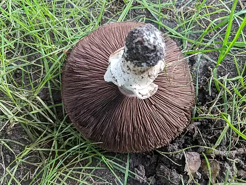 The gills