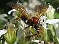 Agathirsini - Agathirsia sp.