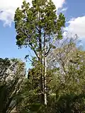 Agathis robusta, Queensland Kauri with Lepidozamia at left