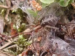 Agelena labyrinthica