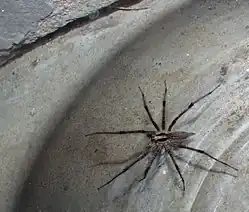 Agelenopsis sp. male, 17&nbsp;mm (about 3⁄4 inch)