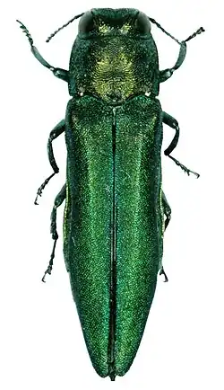 Emerald ash borer adult