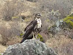 Juvenile, in Peru