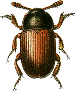 Image of Agyrtes