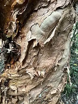 A close-up photo of F. excorticata's peeling bark