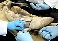 Dissection of a spiny dogfish