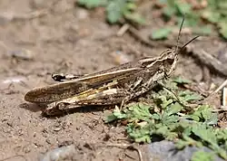 D. maroccanus